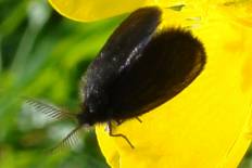 Drasteria atlantica - Kleiner Rauch-Sackträger